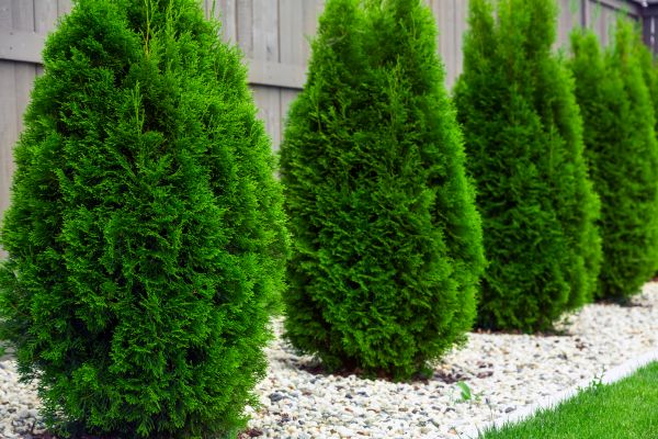 Arborvitae Planting in Noblesville