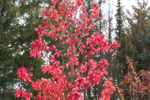 Japanese Maple Planting in Noblesville
