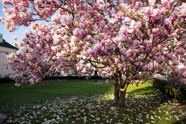 Magnolia Tree Planting in Noblesville