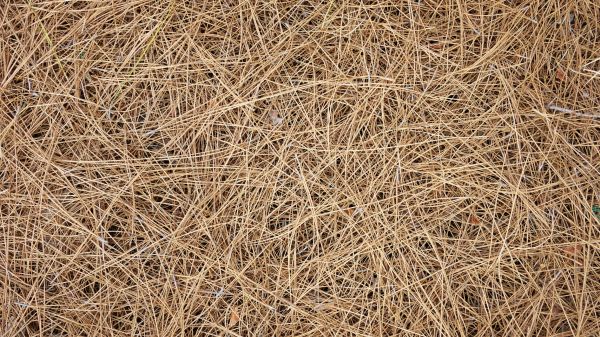 Pine Needles Delivery in Noblesville