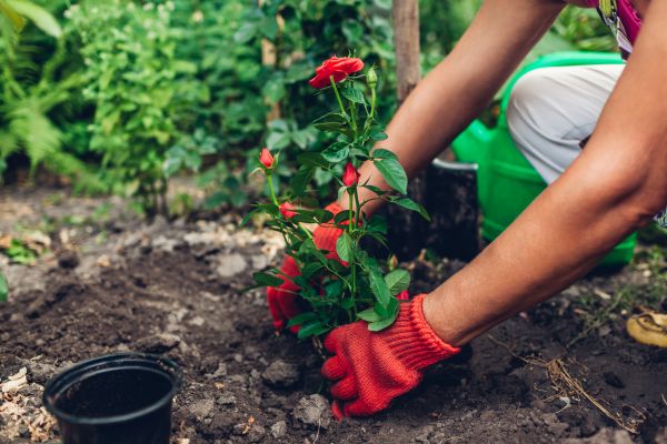 Planting Service in Noblesville