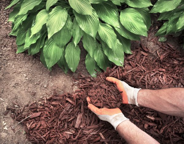 Shredded Mulch Service in Noblesville