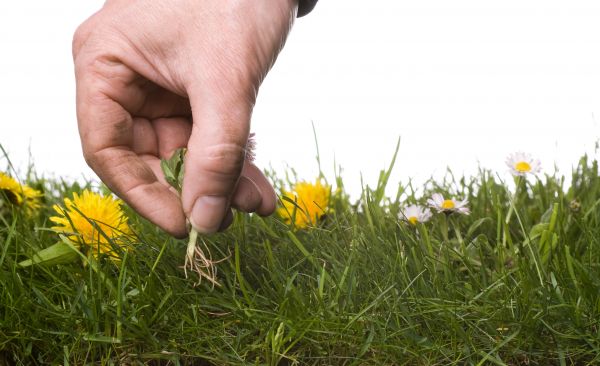 Lawn Weeding in Noblesville