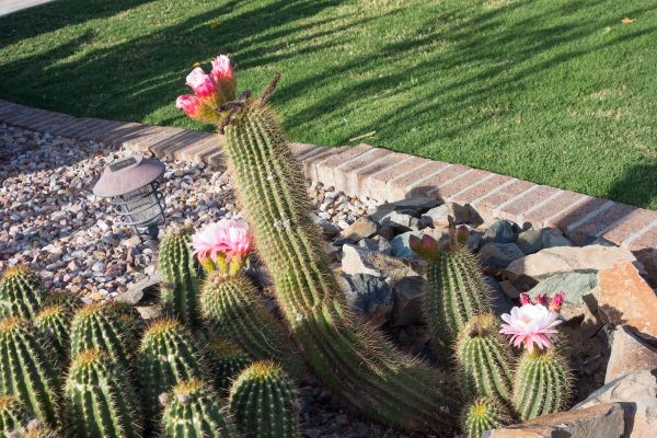 Desert Landscaping in Noblesville