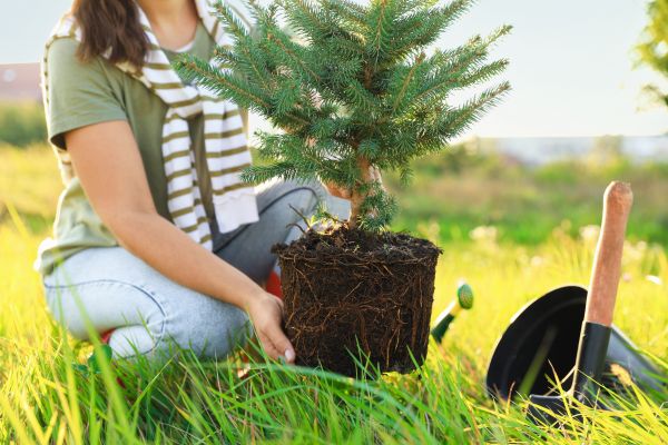 Spruce Tree Planting in Noblesville