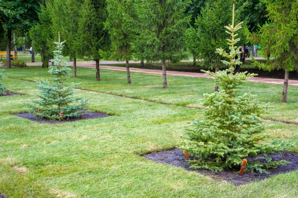 Privacy Trees Planting in Noblesville