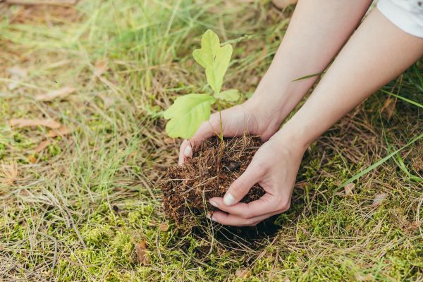 Oak Tree Planting in Noblesville