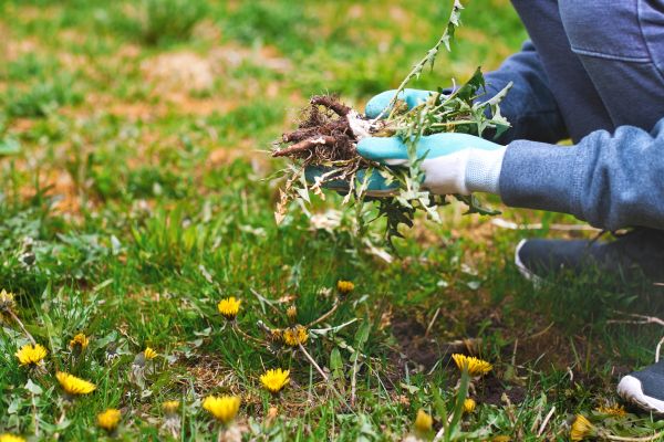 Flower Bed Clearing in Noblesville