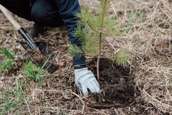 Pine Tree Planting in Noblesville