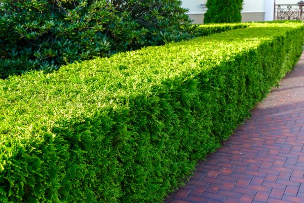 Hedge Installation in Noblesville
