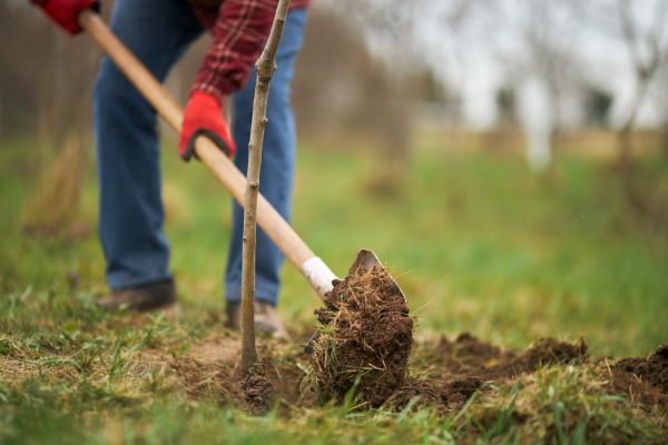 Trees Planting in Noblesville