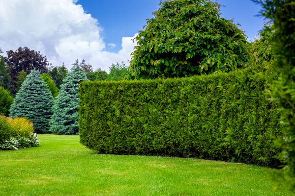 Hedge Landscaping in Noblesville