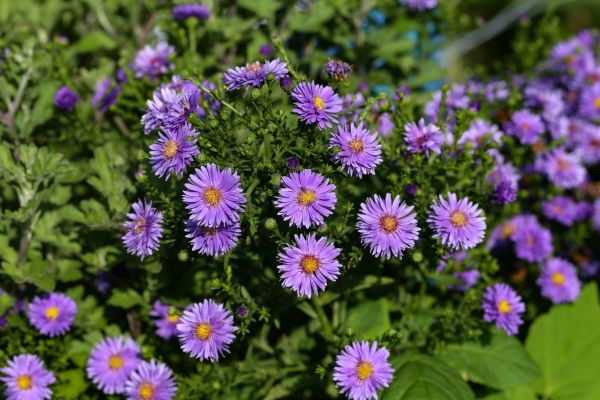 Perennial Flower Planting in Noblesville