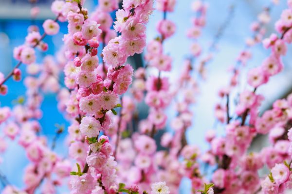 Japanese Cherry Tree Planting in Noblesville