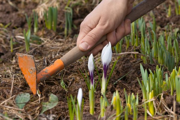Flower Garden Weeding in Noblesville