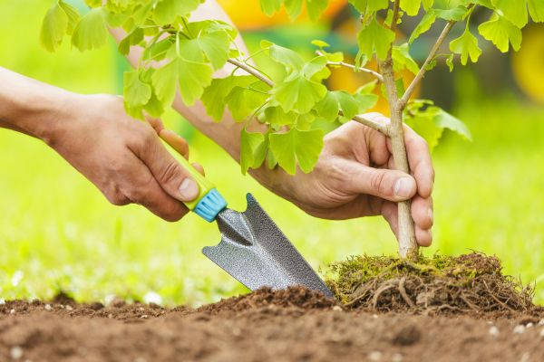 Fruit Tree Planting in Noblesville