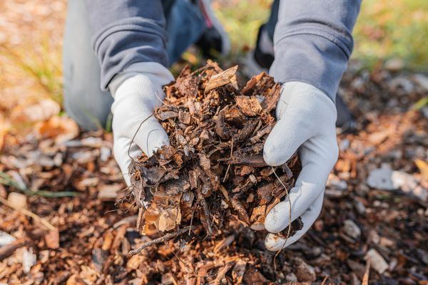 Shredded Mulch Installation in Noblesville