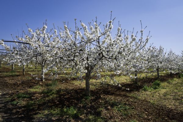 Orchard Planting in Noblesville