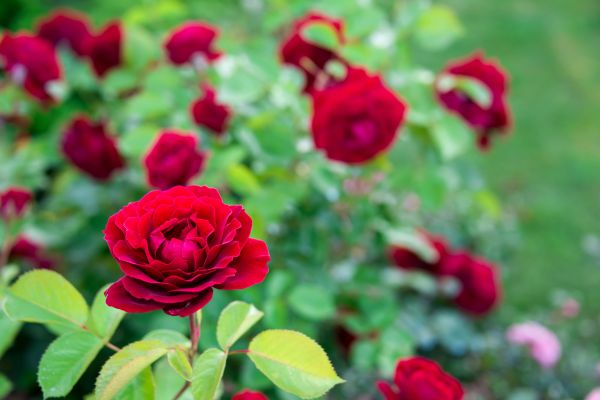 Rose Planting in Noblesville