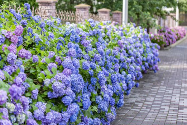 Hydrangea Landscaping in Noblesville