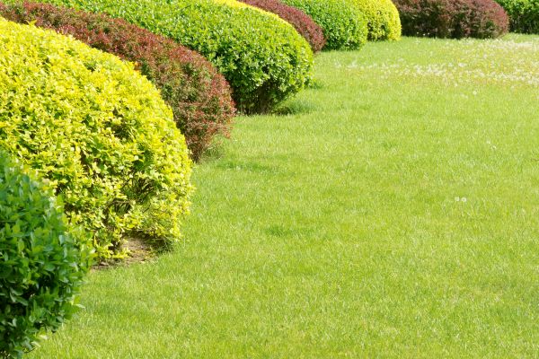 Shrubbery Planting in Noblesville
