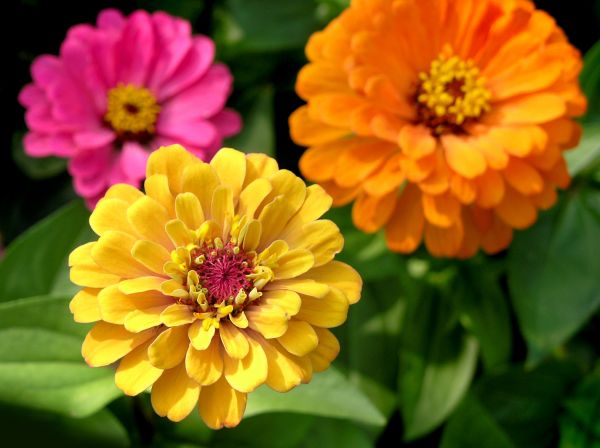 Zinnia Planting in Noblesville
