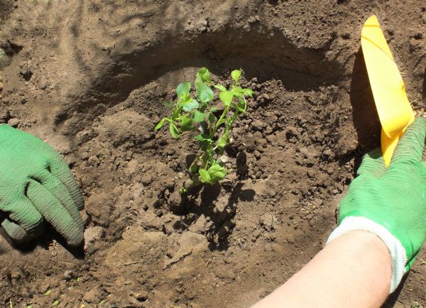 Rose Bush Planting in Noblesville