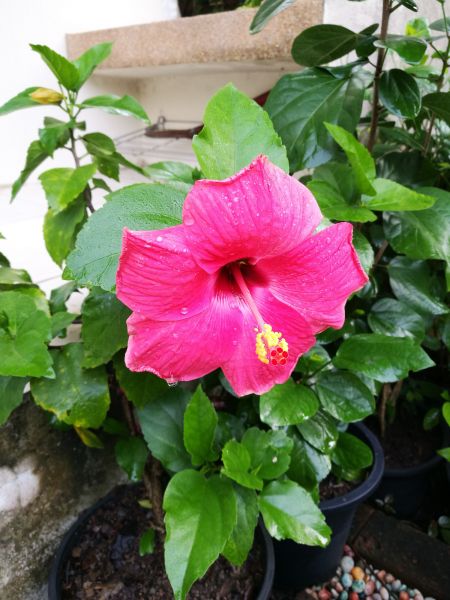 Hibiscus Planting in Noblesville