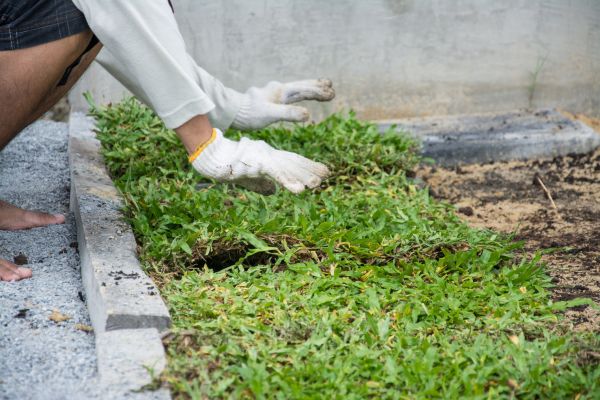 Ground Cover Planting in Noblesville