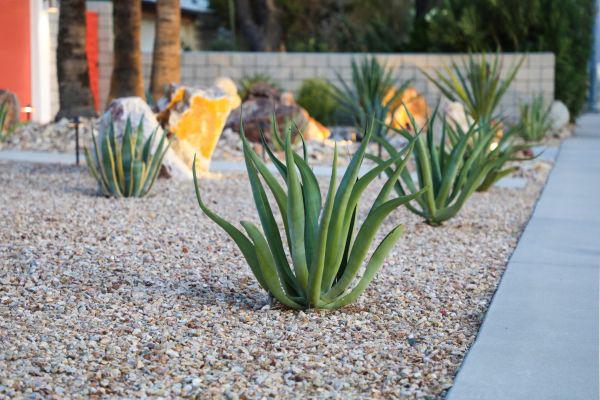 Drought Resistant Landscaping in Noblesville