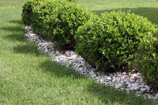 Boxwood Planting in Noblesville