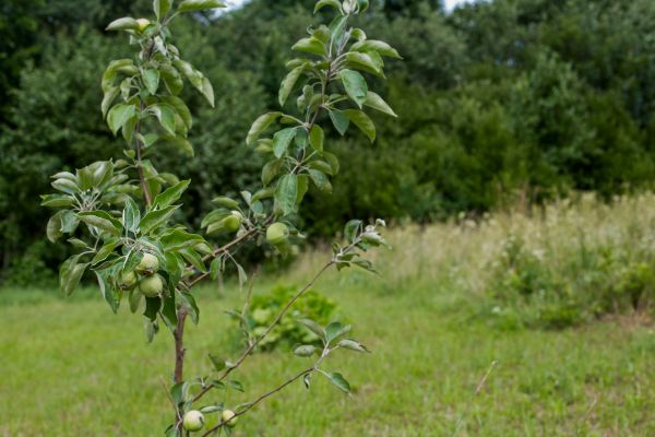 Apple Tree Planting in Noblesville