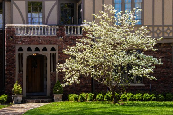 Dogwood Tree Planting in Noblesville
